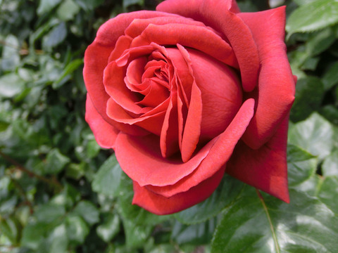 テラコッタsCIMG3836