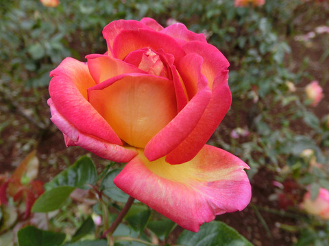 マスコット　’７７sCIMG5021