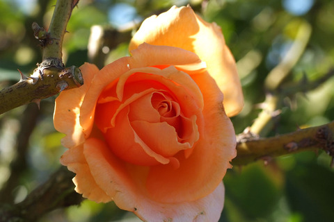 ジャスト　ジョーイsDSCF9638