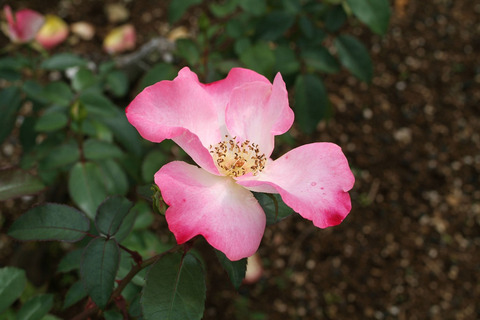 はながすみ　花霞sDSCF0159