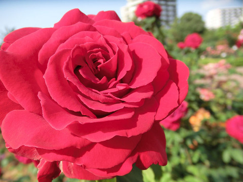 ルージュ　メイアンo9518