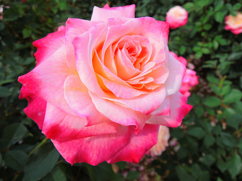 アブラカダブラsDSCN5047