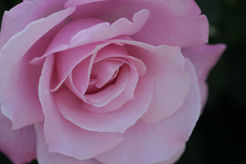 ももか　桃香3964