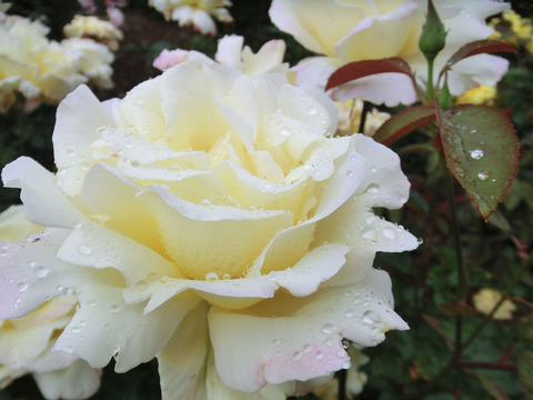 ガーデン　パーティーsCIMG6346