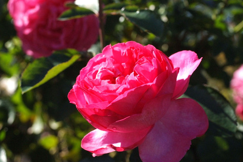 イブ　ピアッチェsDSCF9288