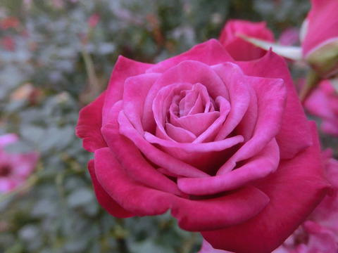 ワイルド　プラムsCIMG8421