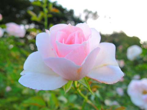 アスピリン　ローズsDSCN9273