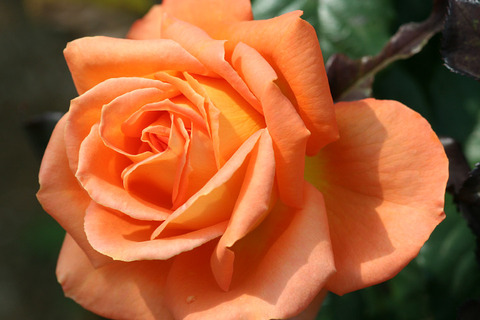 らくえん　楽園