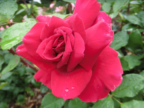 かんぱい　乾杯　（かんぱい）sCIMG6448