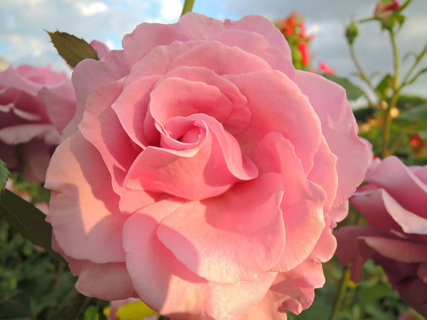 シークレット　パフューム2211