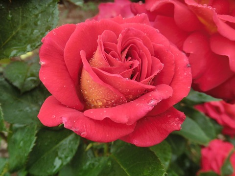 あやおりsCIMG6125