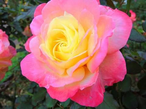 フレンチ　パフュームsDSCN9916