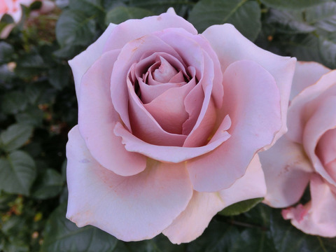 カフェ　ラテ1777