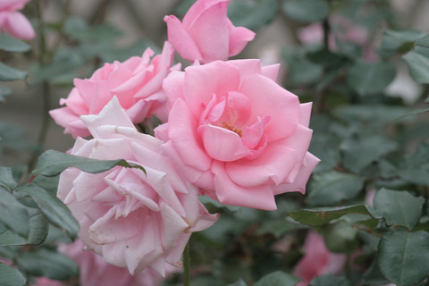 プリンセス　アイコsIMG_7675