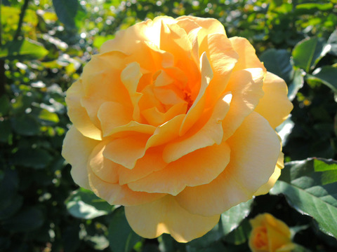 ハニー　ブーケ4860