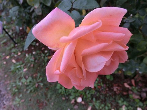 ゆめ　夢　（ゆめ）sCIMG7612