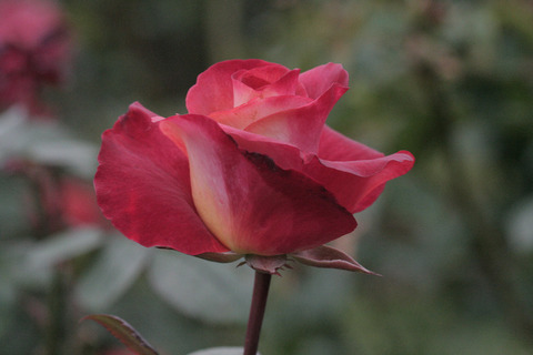 レオニダスsIMG_8066