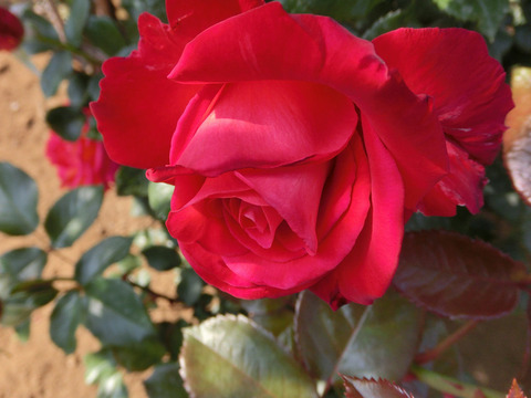 こうさい　光彩sCIMG3982