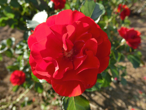 イングリッド　ウェイブルsCIMG6772