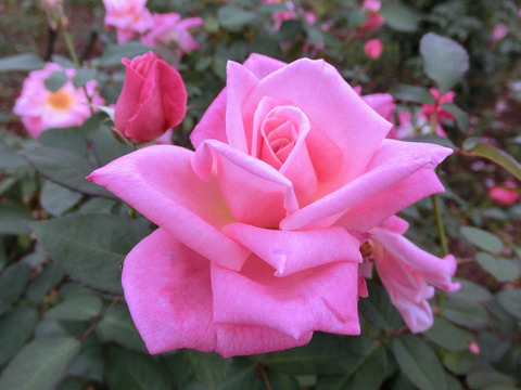 ピンク　パルフェsCIMG4801