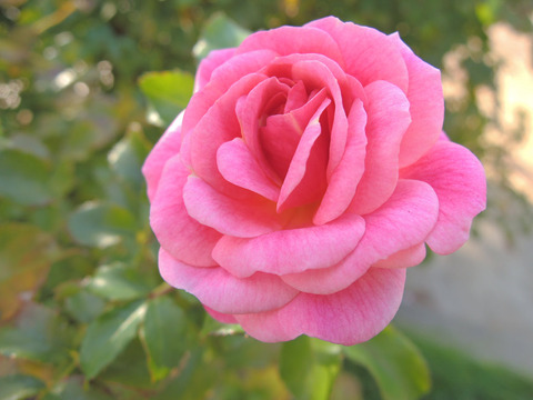 スウィート　ドリフト6307