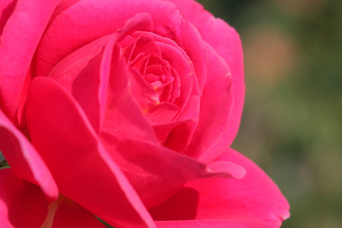 マーガレット　マクレディ