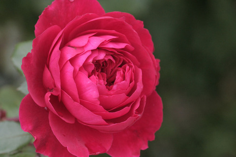 レッド　レオナルド　ダ　ビンチsIMG_4141