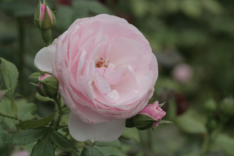 ハンス　ゲーネバインsIMG_6234