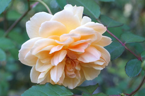 ポート　サンライトsDSCF9198