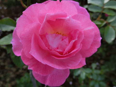 ストロベリー　ダイキリsCIMG8244