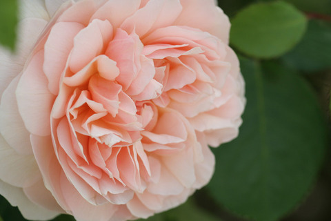 スィート　ジュリエット