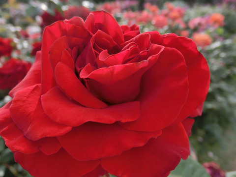 レッド　クイーンsCIMG5301