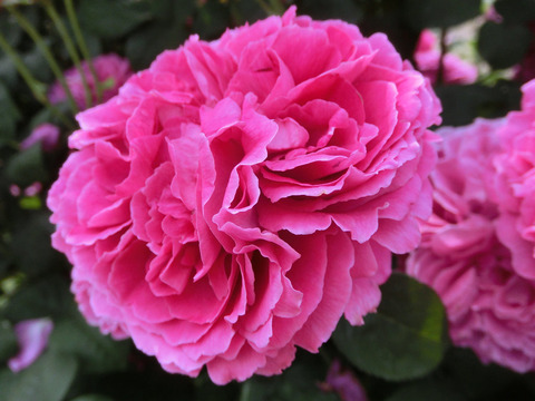 サー　エドワード　エルガーsCIMG4899