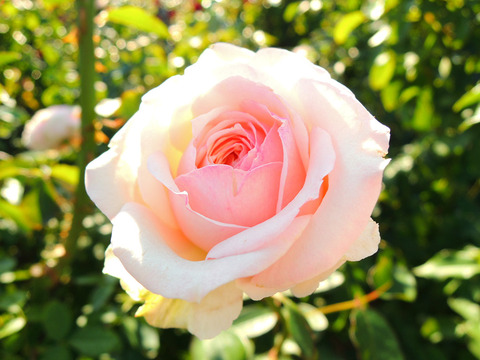 はるの　春乃6473