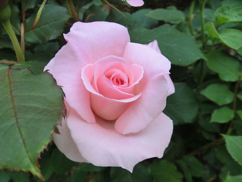 ブライダル　ピンクsCIMG5756