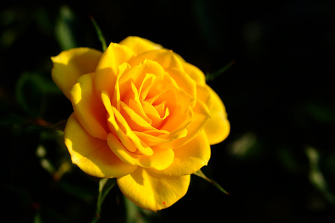 サン　スプリンクルズ4992