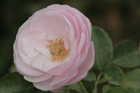 ハンス　ゲーネバインsIMG_6237