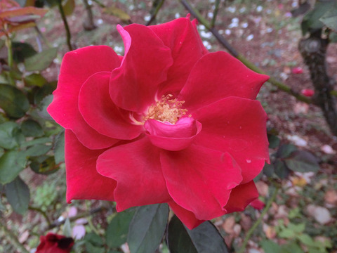 ローズ　オオサカsCIMG4888