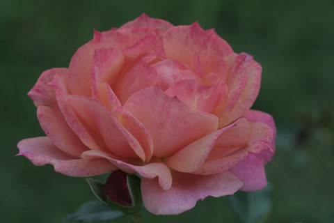 ディズニーランド　ローズsIMG_7703