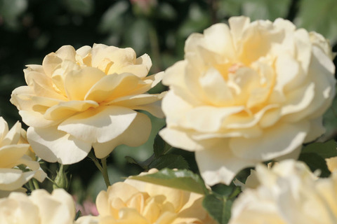 シティ　リバー3825