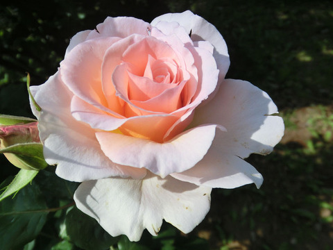 ヨハン　シュトラウス0315