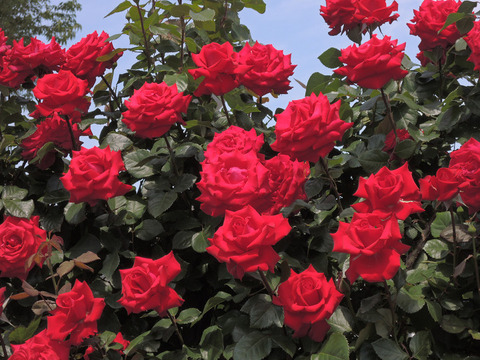 グランデアモーレ8462