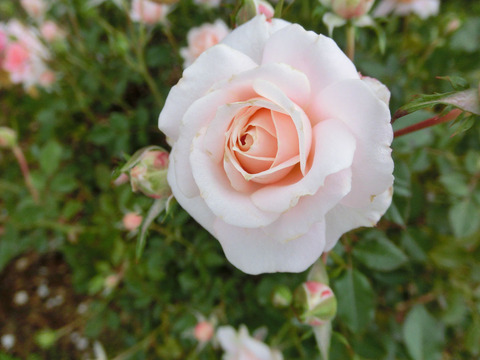 レディ　メイアンディナsCIMG7141