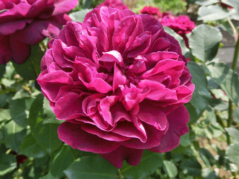 ダーシー　バッセルsCIMG4095