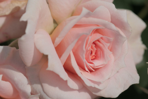 ピーチ　メイアンディナ