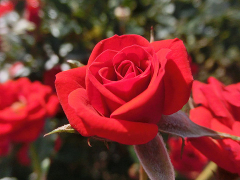 べにひめ　紅姫sCIMG8175