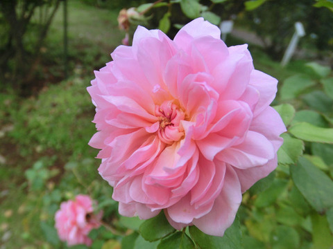 アンヌ　ボレイン1813