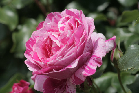 フランボワーズ　バニーユ5494