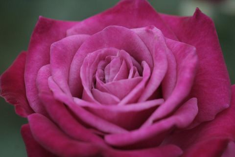 ワイルド　プラムsIMG_7169