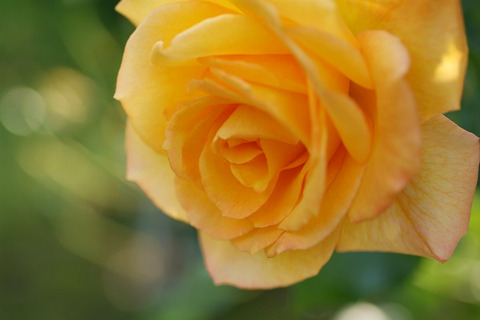 サハラ　’９８